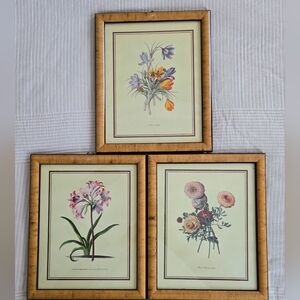 Vintage Georg Dionysius Ehret 1978 Botanical Framed 3 Litho Set Arthur Kaplan Co